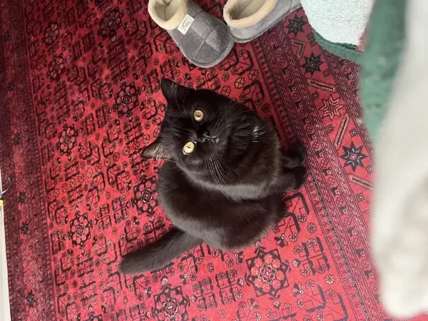 Yakışıklı British Shorthair Ateşimize Yuva