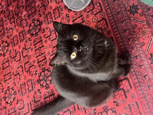Yakışıklı British Shorthair Ateşimize Yuva