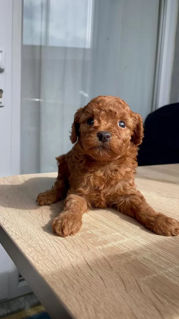 Mikrochipli Hipoalerjenik Red Brown Korekan Poodle