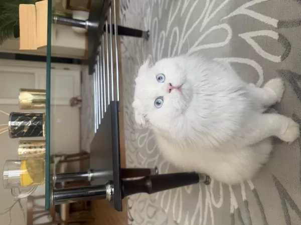 Scottish Fold Oğluma Dişi Eş Adayi Ariyorum