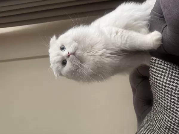 Scottish Fold Oğluma Dişi Eş Adayi Ariyorum