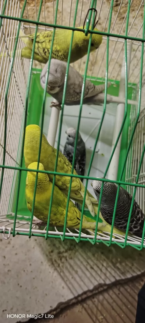 6 Adet Erkek Yavru Muhabbet Kuşu