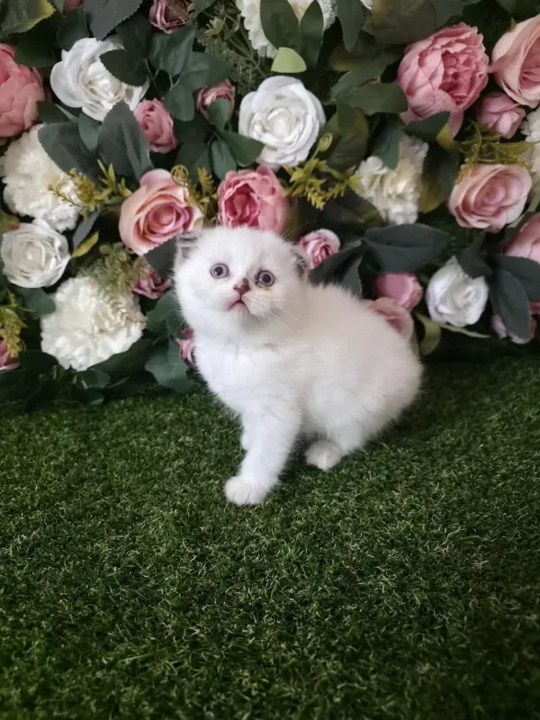 British Shorthair Dondurma Toplari