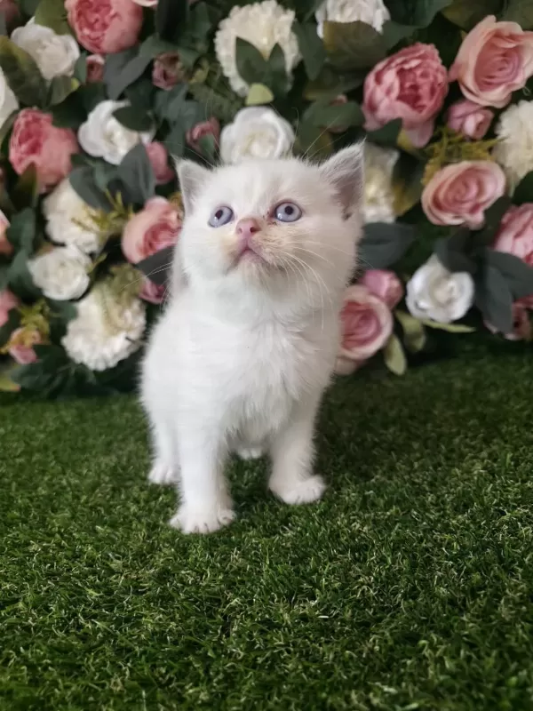 British Shorthair Dondurma Toplari