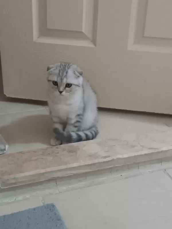 Dünya Tatlisi British Shorthair Yavrularimiz