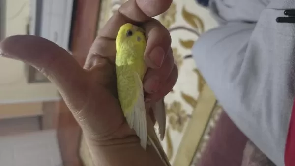 Lutino Muhabbet Kuşumuz İçin Ulaşın