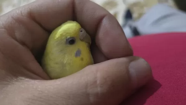 Lutino Muhabbet Kuşumuz İçin Ulaşın