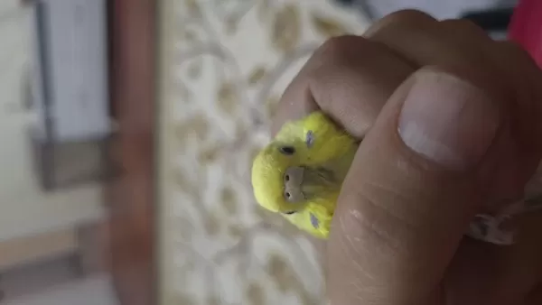 Lutino Muhabbet Kuşumuz İçin Ulaşın