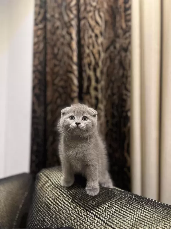 Scottish Fold Gri Yavrularim