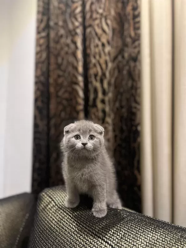 Scottish Fold Gri Yavrularim