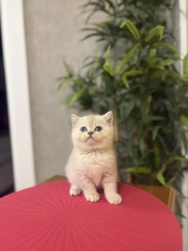 British Shorthair Dünya Tatlisi Yavrularim