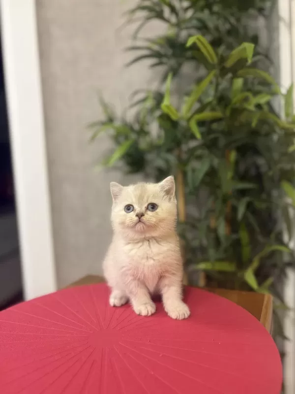 British Shorthair Dünya Tatlisi Yavrularim