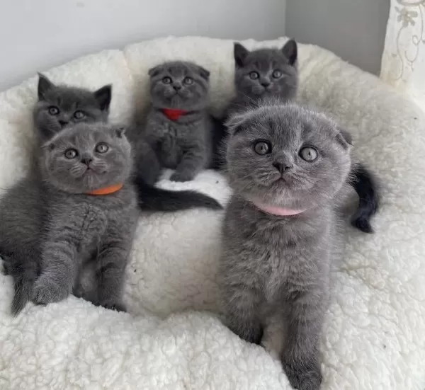 British Shorthair & Scottish Fild Yavrularim
