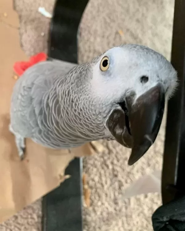 Jako Papağanimiz El Besleme Yavru