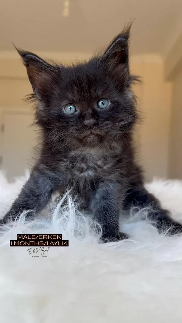 Türkiyenin Her Şehrine Bizzat Teslim Big Size Maine Coon