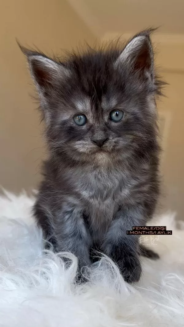 Türkiyenin Her Şehrine Bizzat Teslim Big Size Maine Coon
