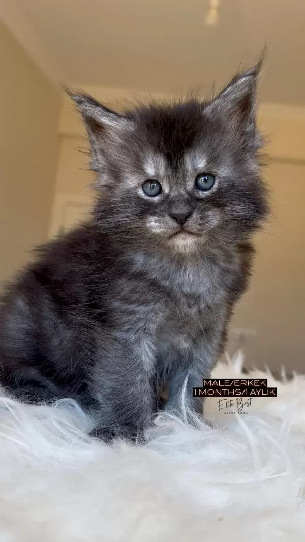 Türkiyenin Her Şehrine Bizzat Teslim Big Size Maine Coon