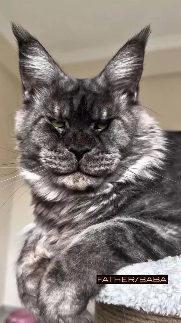 Türkiyenin Her Şehrine Bizzat Teslim Big Size Maine Coon