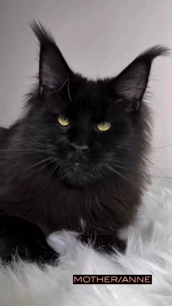 Türkiyenin Her Şehrine Bizzat Teslim Big Size Maine Coon