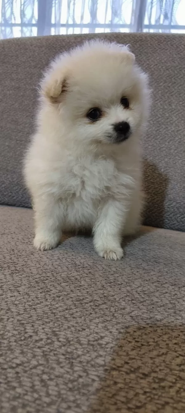 Pomeranian Boo Erkek Ve Dişi Yavrularım