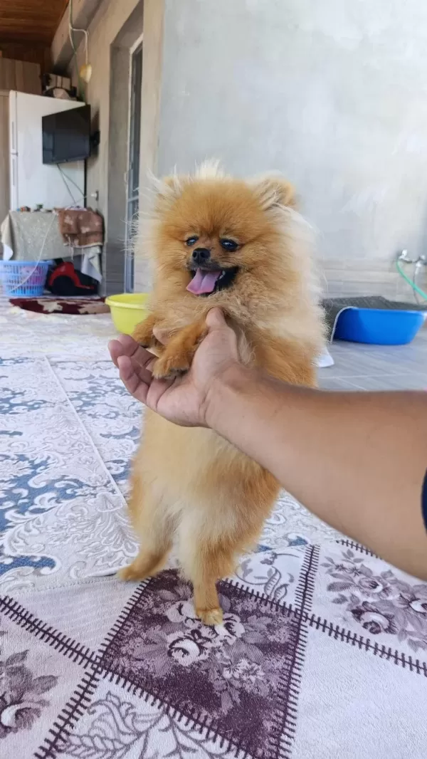Pomeranian Boo Erkek Ve Dişi Yavrularım