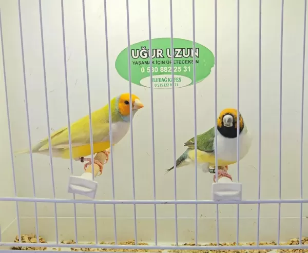 Şampiyondan Üst Seviye Jumbo Gouldian Finch İspinoz