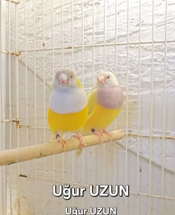 Şampiyondan Üst Seviye Jumbo Gouldian Finch İspinoz
