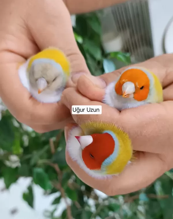 Şampiyondan Üst Seviye Jumbo Gouldian Finch İspinoz
