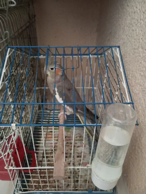 Grey Dişi Sultan Papağanı