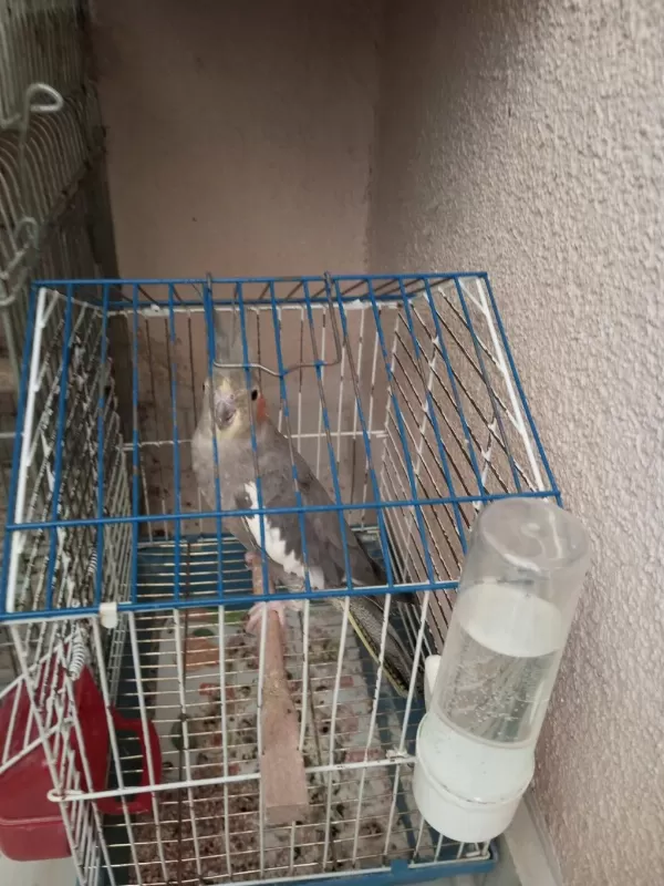 Grey Dişi Sultan Papağanı