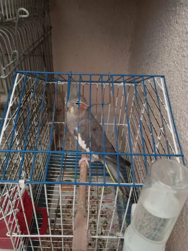 Grey Dişi Sultan Papağanı