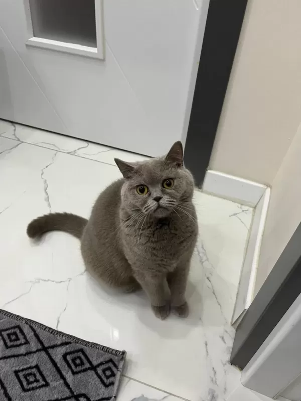 Ücretsiz British Shorthair