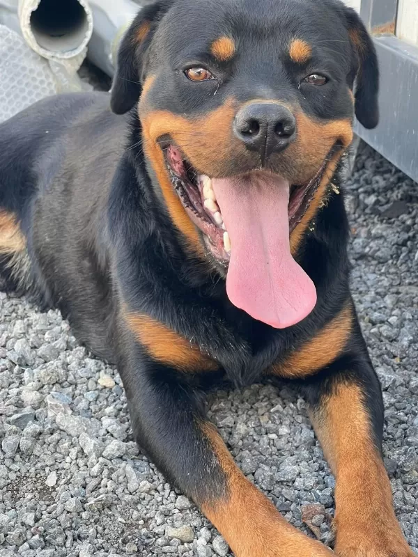 Erkek Rottweiler 1 Yaşinda
