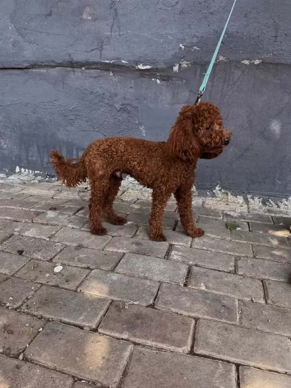 Erkek Poodle 1 Yaşında Erkek