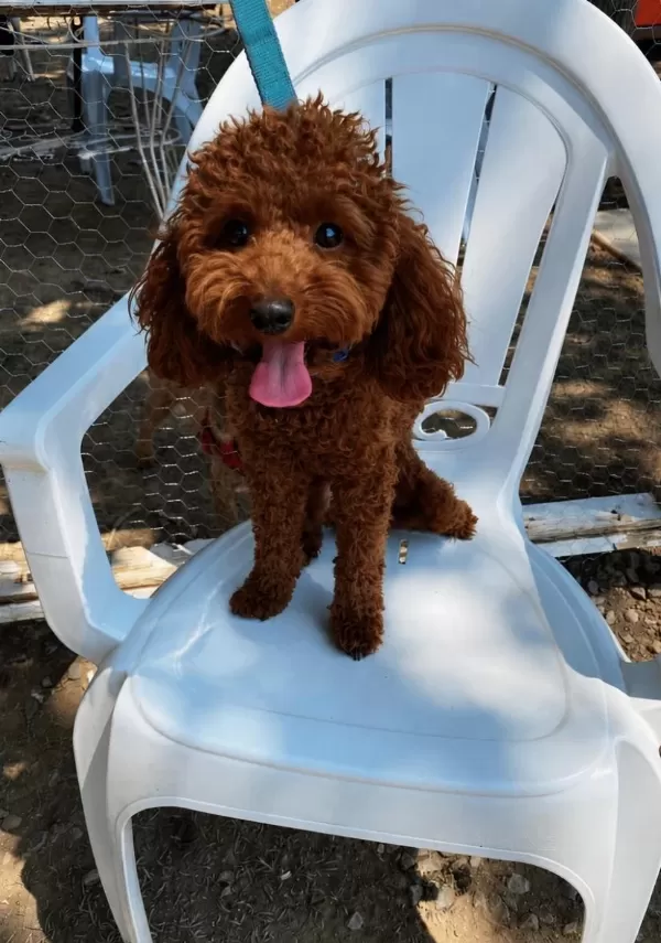 Erkek Poodle 1 Yaşında Erkek