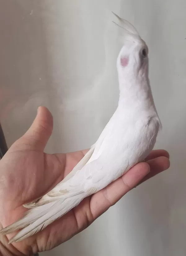 Albino Yavru Sultanlar