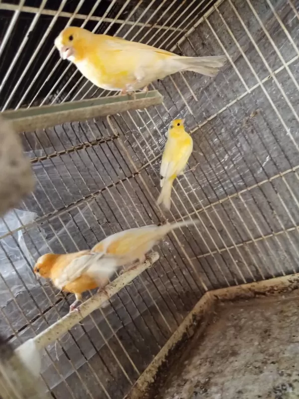 Sağlıklı Kanarya Çeşitleri