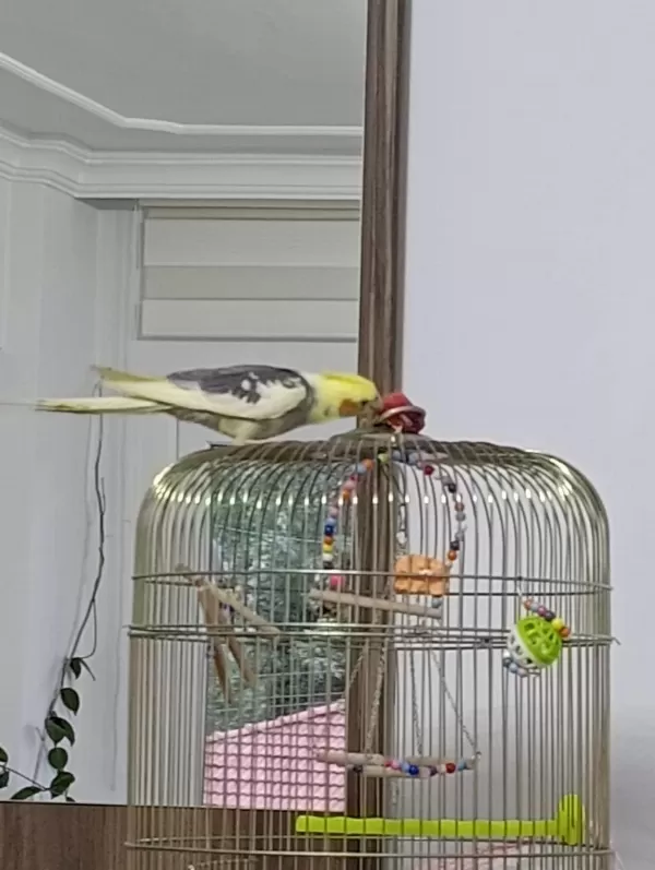 Satılık 3 Buçuk Aylık Sultan Papağanı