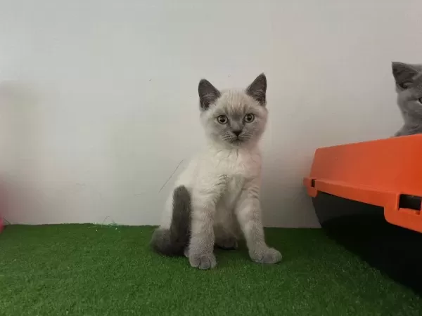 Bluepoint Yavru British Shorthair