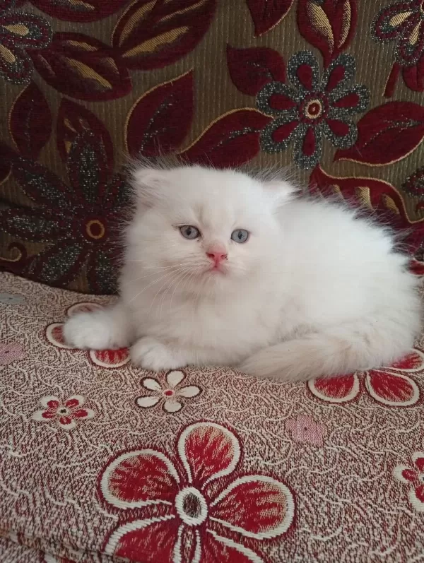 Dişi Erkek Yavrular Kedimiz