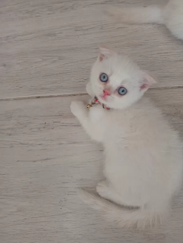 Dişi Erkek Yavrular Kedimiz