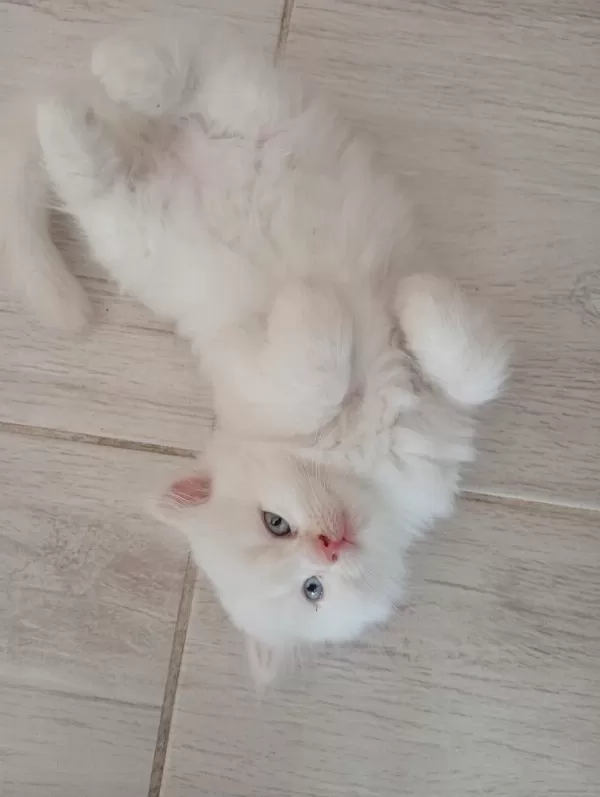 Dişi Erkek Yavrular Kedimiz