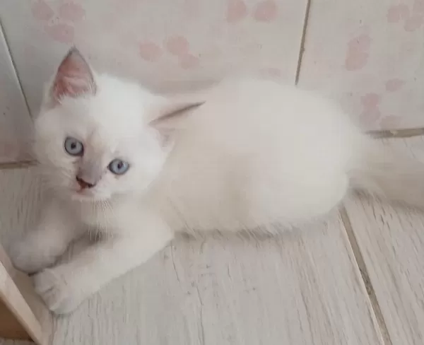 Dişi Erkek Yavrular Kedimiz