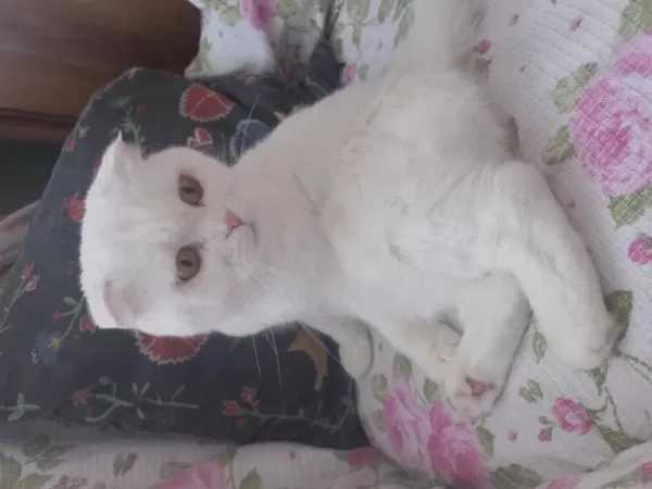 Asil Sevimli Uysal Dişi Scottish Fold