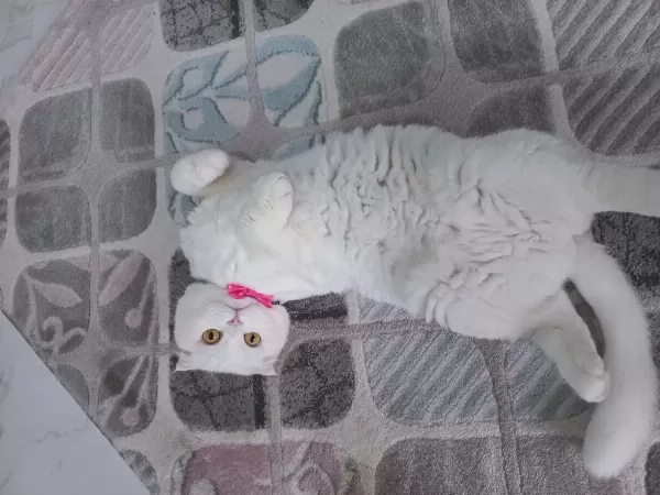 Asil Sevimli Uysal Dişi Scottish Fold