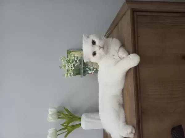 Asil Sevimli Uysal Dişi Scottish Fold