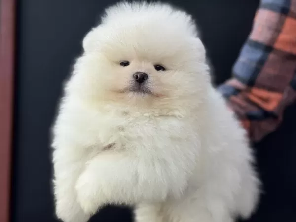Petmode Köpek Çiftliğinde Ziyarete Açık Pomeranian