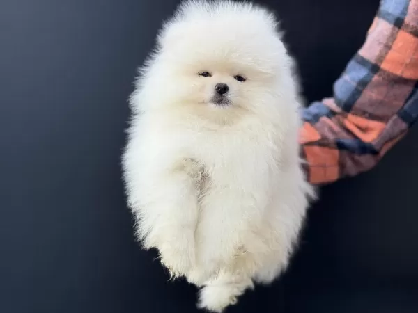 Petmode Köpek Çiftliğinde Ziyarete Açık Pomeranian