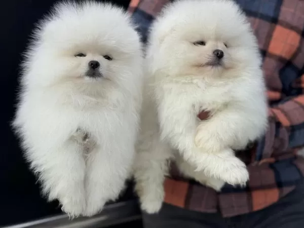 Petmode Köpek Çiftliğinde Ziyarete Açık Pomeranian