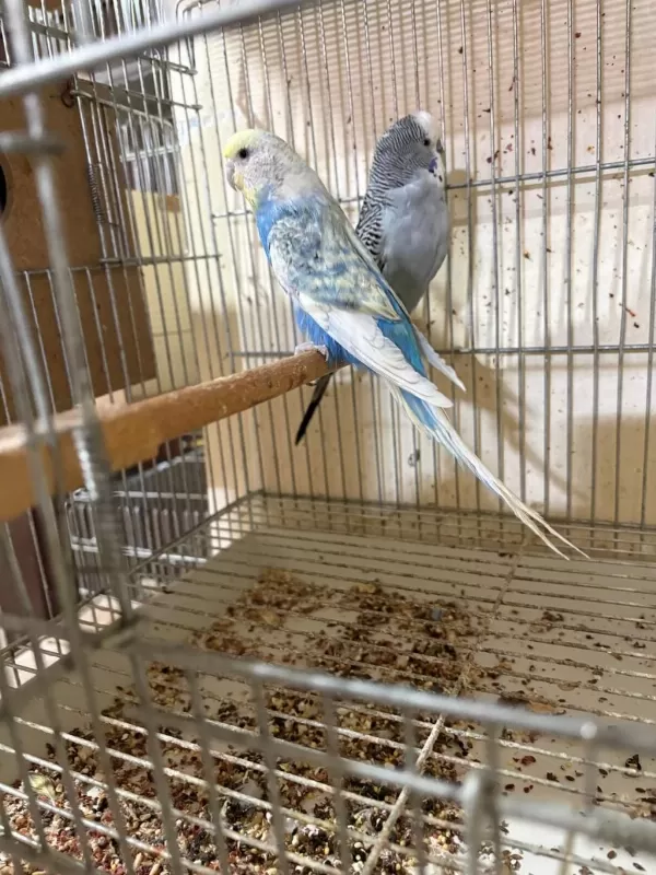 Kuluçka Makinesi Gibi Kusursuz Yumurtali Takim Muhabbet
